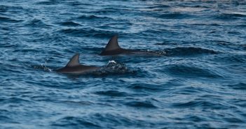 Summer Vegan Detox Dolphin Music Cruise (Seriously It Has It All)